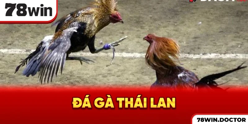 Đá gà Thái Lan