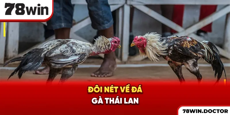 Đôi nét về đá gà Thái Lan